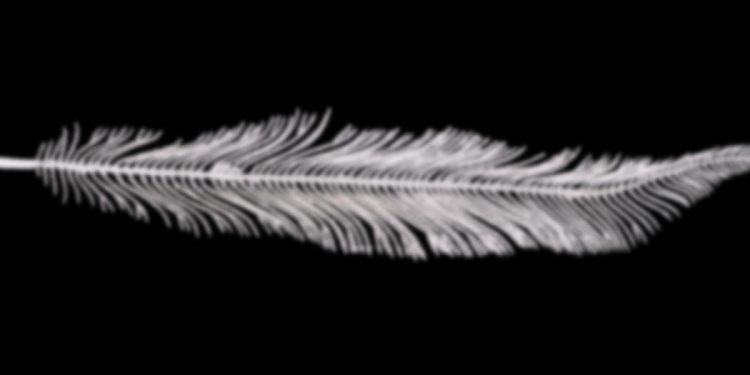 white feather - weiße Feder - Faktum Magazin
