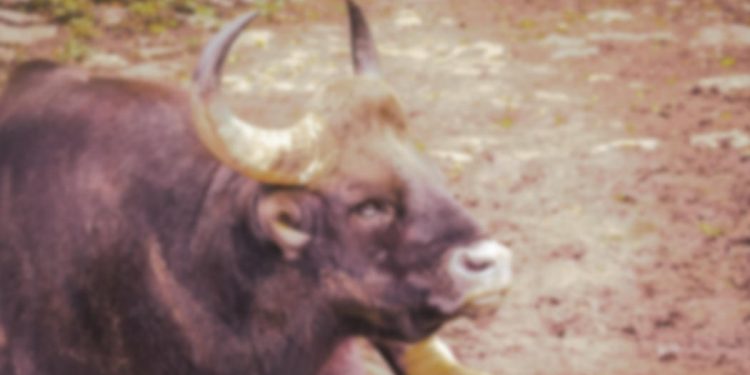 aggressiver dummer Stier - Faktum Magazin