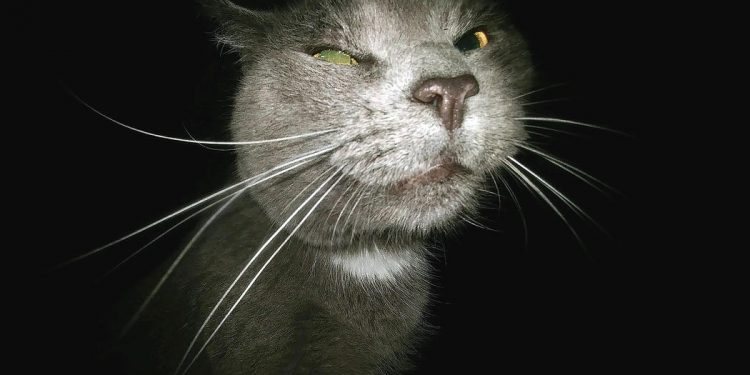 hate cat - Hasskatze - Faktum Magazin