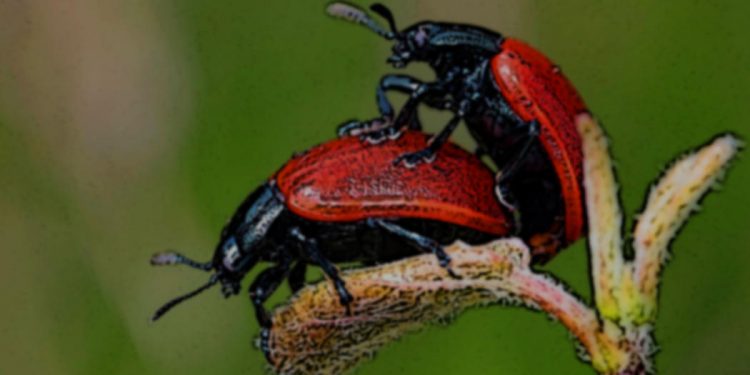 Karl der Käfer - Insekten - Faktum Magazin